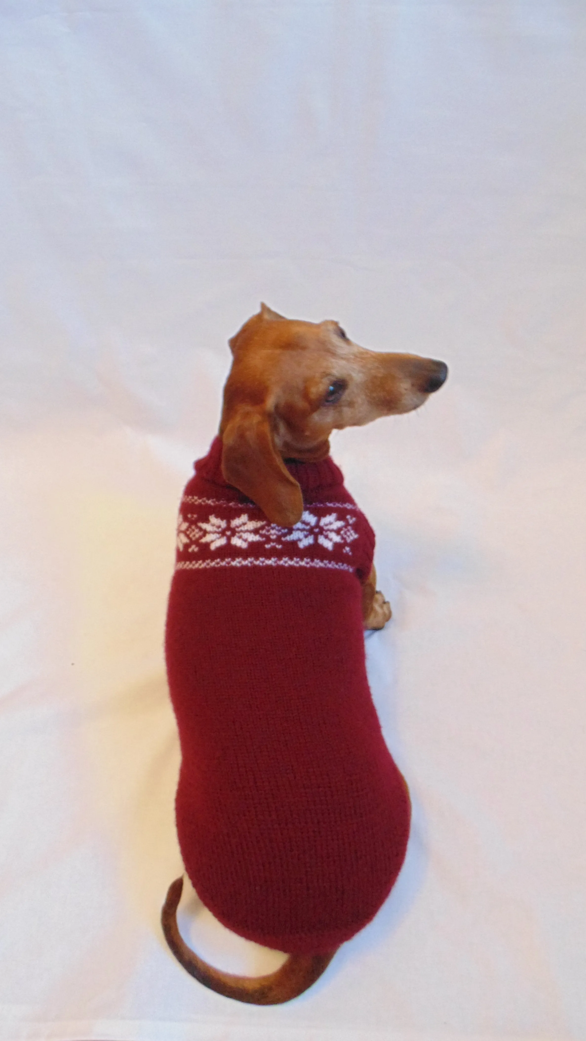 Christmas knitted sweater with snowflakes for a dog, clothes for dachshund