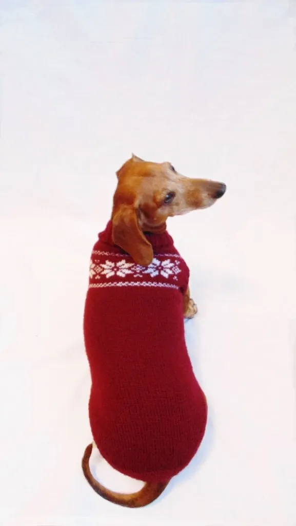 Christmas knitted sweater with snowflakes for a dog, clothes for dachshund